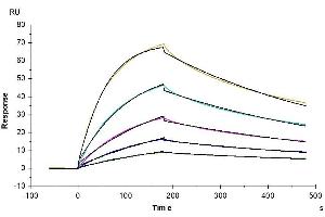 Surface Plasmon Resonance (SPR) image for Interferon, alpha 1 (IFNA1) (AA 24-189) protein (Fc Tag) (ABIN7274845)