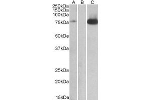 Western Blotting (WB) image for anti-Nuclear Receptor Subfamily 2, Group C, Member 2 (NR2C2) (Internal Region) antibody (ABIN2466352) (TR4 Antikörper  (Internal Region))