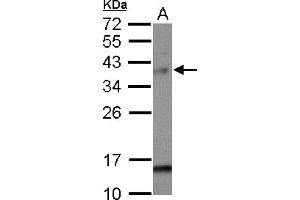 Image no. 1 for anti-MAD2L1 Binding Protein (MAD2L1BP) (AA 1-274) antibody (ABIN1499250) (MAD2L1BP Antikörper  (AA 1-274))