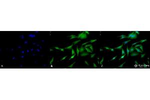 Immunocytochemistry/Immunofluorescence analysis using Rat Anti-HSF1 Monoclonal Antibody, Clone 10H4 . (HSF1 Antikörper  (PE))