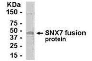 Western Blotting (WB) image for anti-Sorting Nexin 7 (SNX7) (AA 1-387) antibody (ABIN2467909) (Sorting Nexin 7 Antikörper  (AA 1-387))