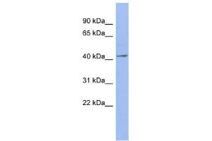 ELAVL4 antibody used at 1 ug/ml to detect target protein. (ELAVL4 Antikörper  (N-Term))