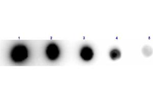 Dot Blot results of Rabbit Anti-Xanthine Oxidase Antibody Biotin Conjugated. (XDH Antikörper  (Biotin))