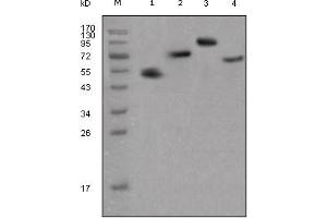 Western blot analysis using human IgG (Fc specific) mouse mAb against different fusion proteins with human IgG(Fc specific) tag. (Maus anti-Human IgG Antikörper)