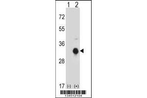 Western blot analysis of KLK10 using rabbit polyclonal KLK10 Antibody using 293 cell lysates (2 ug/lane) either nontransfected (Lane 1) or transiently transfected (Lane 2) with the KLK10 gene.