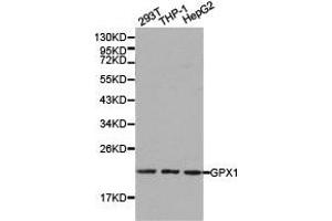 Western blot analysis of extracts of various cell lines, using GPX1 antibody. (Glutathione Peroxidase 1 Antikörper)