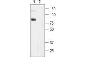 Western blot analysis of rat brain membranes:1.