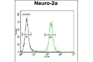 Flow cytometric analysis of Neuro-2a cells (right histogram) compared to a negative control cell (left histogram). (SCARF2 Antikörper  (C-Term))