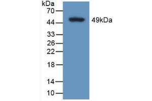 Western blot analysis of recombinant Human CALU. (CALU Antikörper  (AA 20-315))