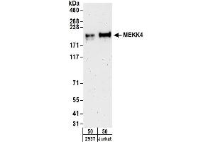 anti-Mitogen-Activated Protein Kinase Kinase Kinase 4 (MAP3K4) (AA 75-125) antibody
