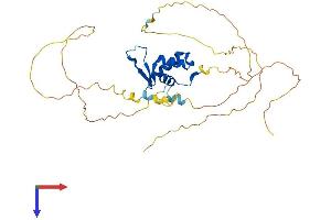 FOXA3 Protein (AA 1-353) (His tag)