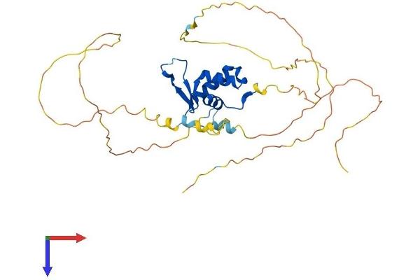 FOXA3 Protein (AA 1-353) (His tag)