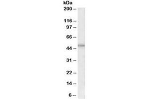 Western blot testing of HeLa lysate with PAR1 antibody at 0. (PAR1 Antikörper)