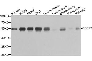 Western blot analysis of extracts of various cell lines, using RBBP7 antibody. (RBBP7 Antikörper)