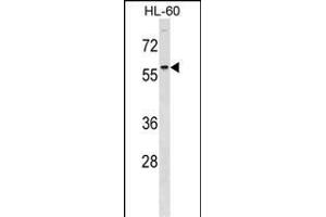 DCDC2 Antibody (Center) (ABIN1538281 and ABIN2848548) western blot analysis in HL-60 cell line lysates (35 μg/lane).