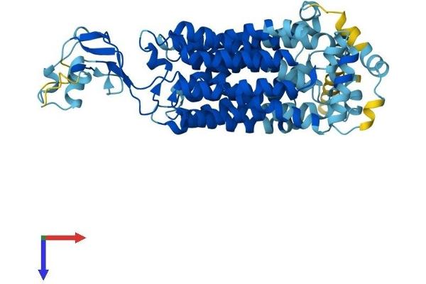 SLC22A11 Protein (AA 1-550) (His tag)