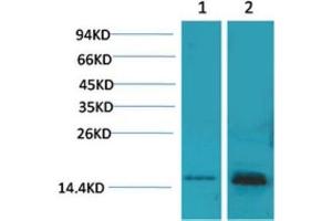 Western Blot (WB) analysis of 1) 293T, 2) Mouse Brain Tissue with S100 Rabbit Polyclonal Antibody diluted at 1:2000. (S100A1 Antikörper)