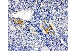 IHC-P: Leupaxin antibody testing of mouse spleen tissue (Leupaxin Antikörper  (N-Term))