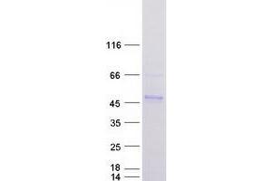 Western Blotting (WB) image for DnaJ (Hsp40) Homolog, Subfamily B, Member 11 (DNAJB11) protein (Myc-DYKDDDDK Tag) (ABIN2719584)
