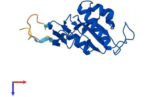 PIN1 Protein (AA 1-163) (His tag)