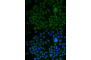Immunofluorescence (IF) image for anti-Low Density Lipoprotein Receptor-Related Protein 1 (LRP1) (AA 20-270) antibody (ABIN6218530) (LRP1 Antikörper  (AA 20-270))