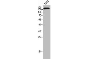 Western Blot analysis of K562 cells using CAF-1 p150 Polyclonal Antibody (CHAF1A Antikörper  (Internal Region))
