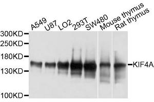 Western blot analysis of extracts of various cells, using KIF4A antibody. (KIF4A Antikörper)