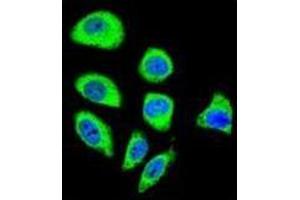 Confocal immunofluorescent analysis of PCDHGA8 Antibody (C-term) Cat. (PCDHGA8 Antikörper  (C-Term))