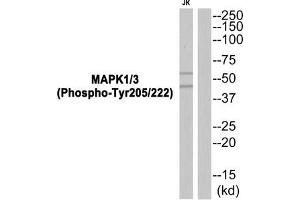 Western blot analysis of extracts from JK cells using MAPK1/3 (Phospho-Tyr205/222) Antibody. (ERK1 Antikörper  (pTyr205, pTyr222))