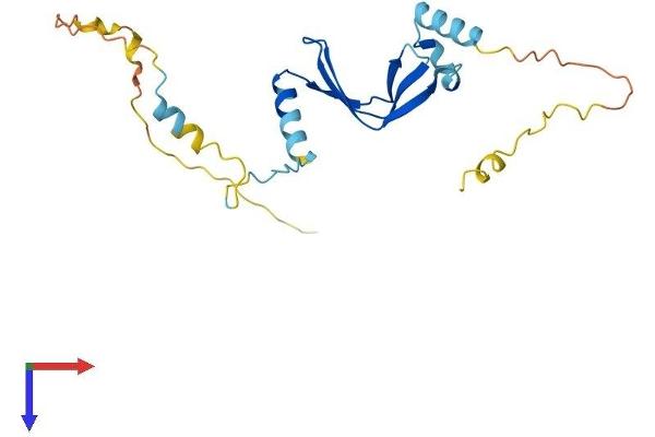BTF3 Protein (AA 1-204) (His tag)