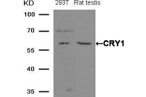 Western blot analysis of extracts from 293T cells and Rat testis tissue using CRY1 Antibody. (CRY1 Antikörper)