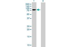 Western Blot analysis of FMN1 expression in transfected 293T cell line by FMN1 MaxPab polyclonal antibody. (FMN1 Antikörper  (AA 1-503))