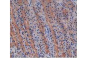 IHC-P analysis of Rat Stomach Tissue, with DAB staining. (EGF Antikörper  (AA 974-1026))