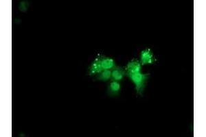 Anti-ANKRD53 mouse monoclonal antibody (ABIN2454356) immunofluorescent staining of COS7 cells transiently transfected by pCMV6-ENTRY ANKRD53 (RC206701). (ANKRD53 Antikörper  (AA 1-300))