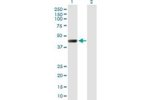 Western Blot analysis of LRRC2 expression in transfected 293T cell line by LRRC2 MaxPab polyclonal antibody.