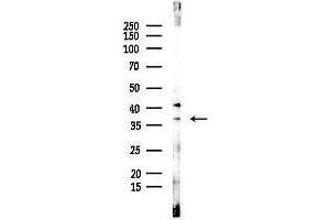 anti-G Protein-Coupled Receptor 157 (GPR175) (C-Term) antibody