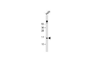 Anti-MLM Antibody (C-term) at 1:1000 dilution + Hela whole cell lysate Lysates/proteins at 20 μg per lane. (Cutaneous Malignant Melanoma/dysplastic Nevus Antikörper  (C-Term))