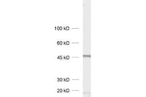dilution: 1 : 1000, sample: rat brain homogenate (Homer 1b/c (AA 152-354) Antikörper)