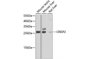 CRISP2 Antikörper
