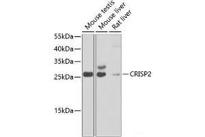 Western blot analysis of extracts of various cell lines using CRISP2 Polyclonal Antibody at dilution of 1:1000.