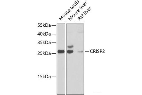 CRISP2 Antikörper