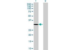 Western Blot analysis of NECAP2 expression in transfected 293T cell line by NECAP2 MaxPab polyclonal antibody. (NECAP2 Antikörper  (AA 1-263))