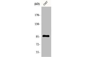 Western Blot analysis of COS7 cells using FASTKD1 Polyclonal Antibody