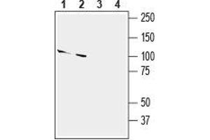 Western blot analysis of mouse (lanes 1 and 3) and rat (lanes 2 and 4) brain lysates: - 1,2. (SLITRK2 Antikörper  (Extracellular, N-Term))