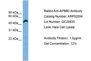 Western Blotting (WB) image for anti-Amyloid beta (A4) Precursor Protein-Binding, Family B, Member 3 (APBB3) (N-Term) antibody (ABIN2784982)