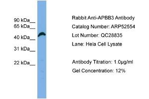 WB Suggested Anti-APBB3  Antibody Titration: 0. (APBB3 Antikörper  (N-Term))