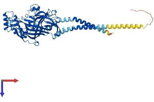 SCARB1 Protein (AA 1-509) (His tag)