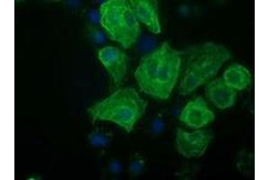 Anti-RASSF1 mouse monoclonal antibody (ABIN2454271) immunofluorescent staining of COS7 cells transiently transfected by pCMV6-ENTRY RASSF1 (RC213525). (RASSF1 Antikörper)