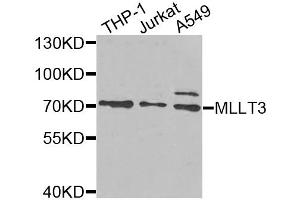 Western blot analysis of extracts of various cell lines, using MLLT3 antibody (ABIN5975267) at 1/1000 dilution. (AF9 Antikörper)