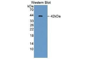 Western Blotting (WB) image for anti-Osteocalcin (BGLAP) antibody (ABIN1869594) (Osteocalcin Antikörper)